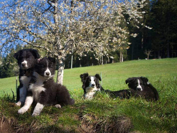 Ferienwohnung für 6 Personen, mit Garten im Schwarzwald - 2