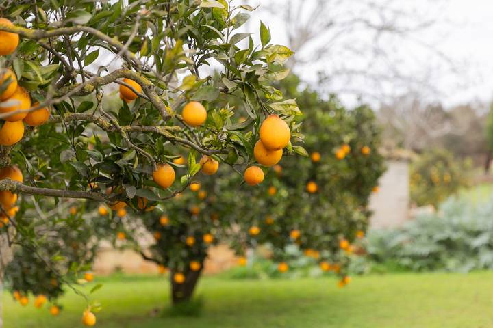 Finca für 4 Personen, mit Terrasse und Garten in Llubí - 3