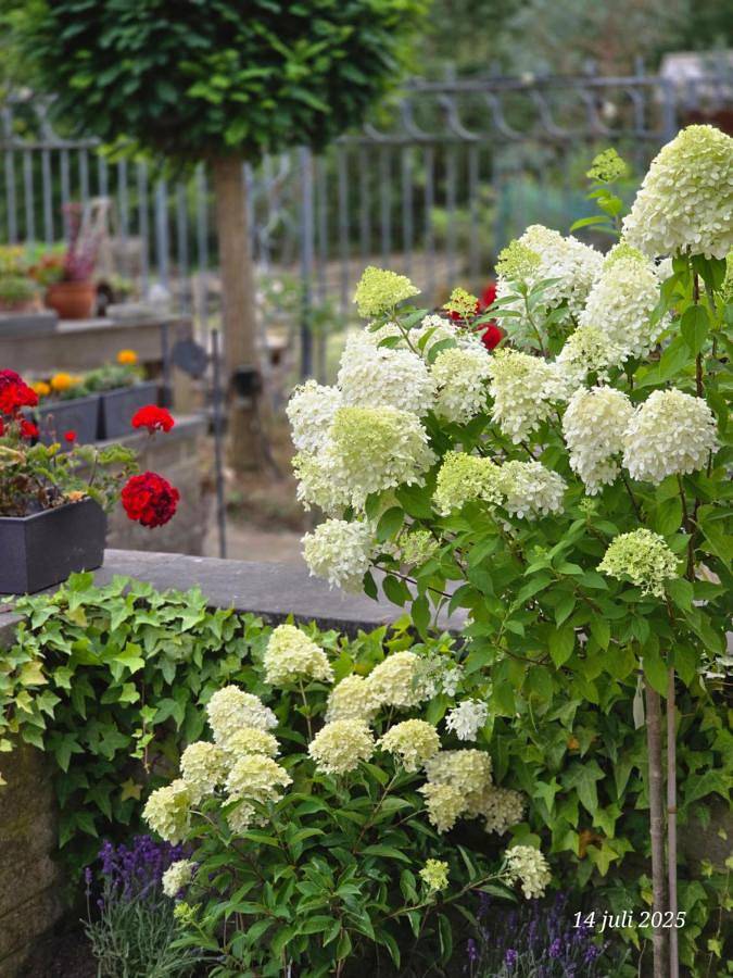 Gîte pour 6 personnes, avec vue et jardin à Maasmechelen - 2