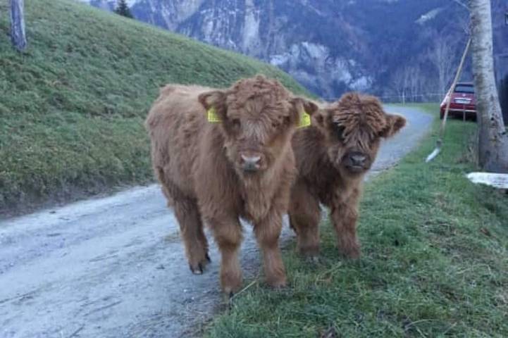 Agriturismo für 5 Personen, mit Garten in Mellau