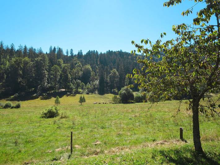 Bistenhof - Bistenhof 649.1 in Hinterzarten, Südschwarzwald