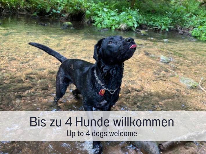 Ferienhaus für 5 Personen, mit Ausblick und Garten sowie Sauna, kinderfreundlich in Alpirsbach - 2