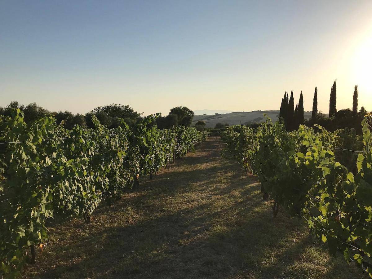 Wonderfull counrty villa, views on sea & Capalbio in Capalbio, Provincia di Grosseto