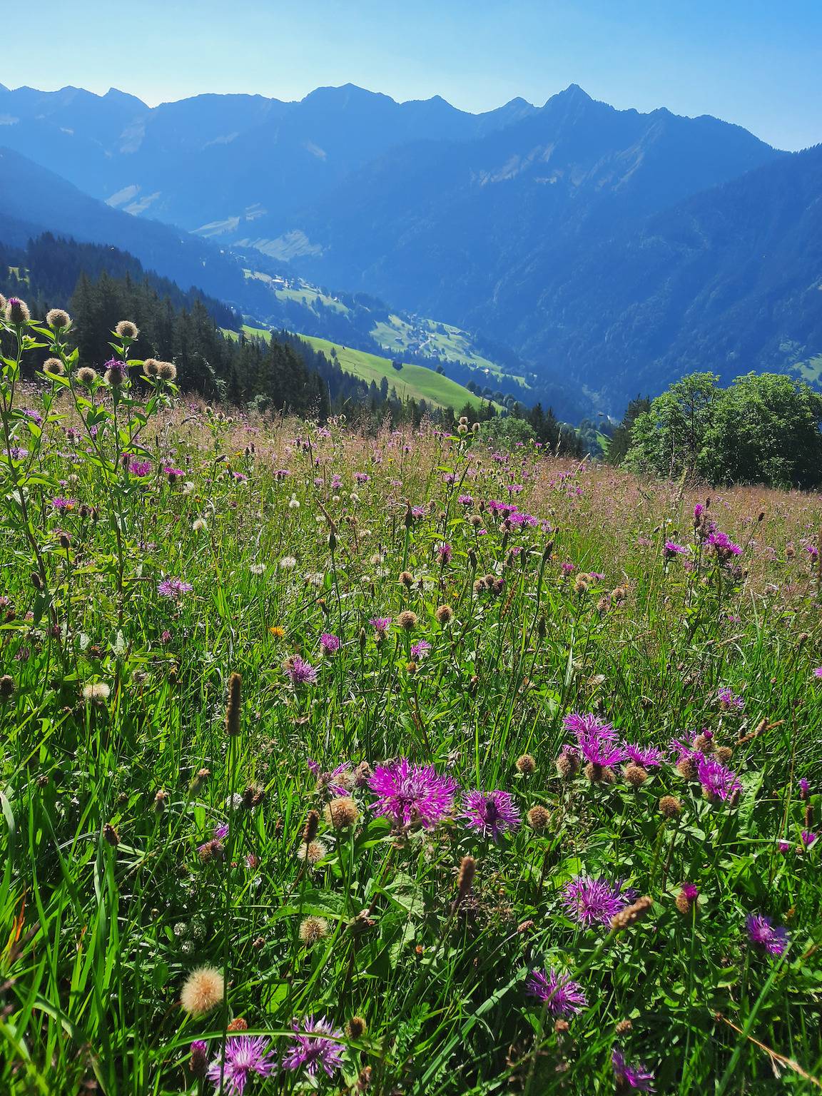 Ganze Wohnung, Hölderle Damüls - Bergblick #12 in Damüls, Bregenzerwald