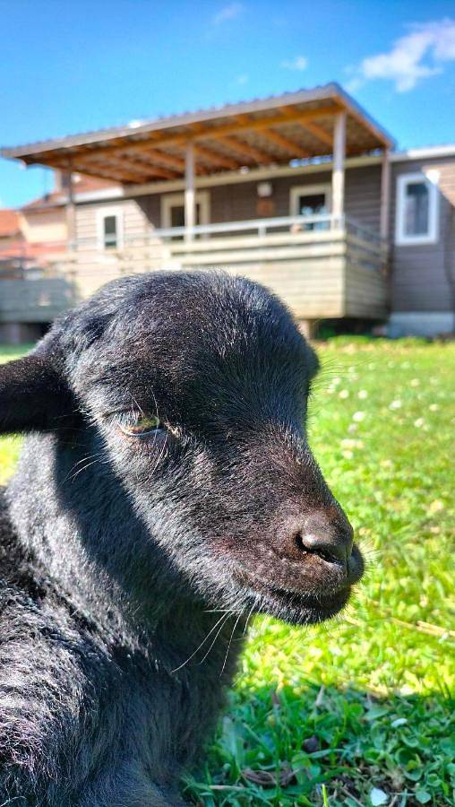 Gîte pour 4 personnes, avec terrasse et jardin, animaux acceptés dans Lacroix-sur-Meuse - 3