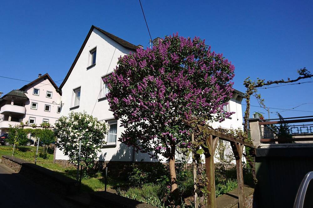 Ganze Wohnung, Ferienwohnung Ewa - Fewo Ellenz in Ellenz-Poltersdorf, Cochem-Zell