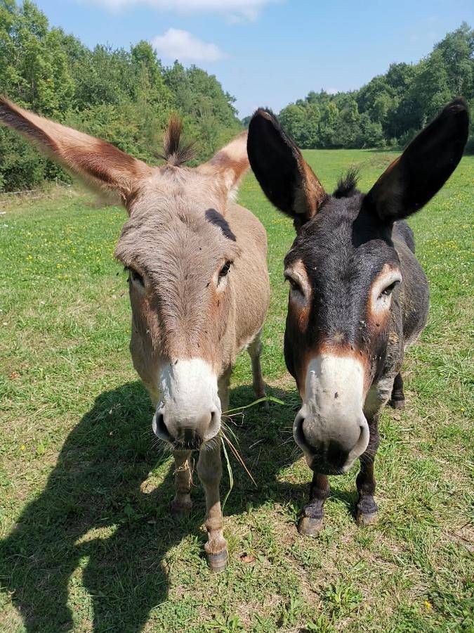 Location de vacances pour 12 personnes, avec terrasse à Camarade (Ariège) - 4