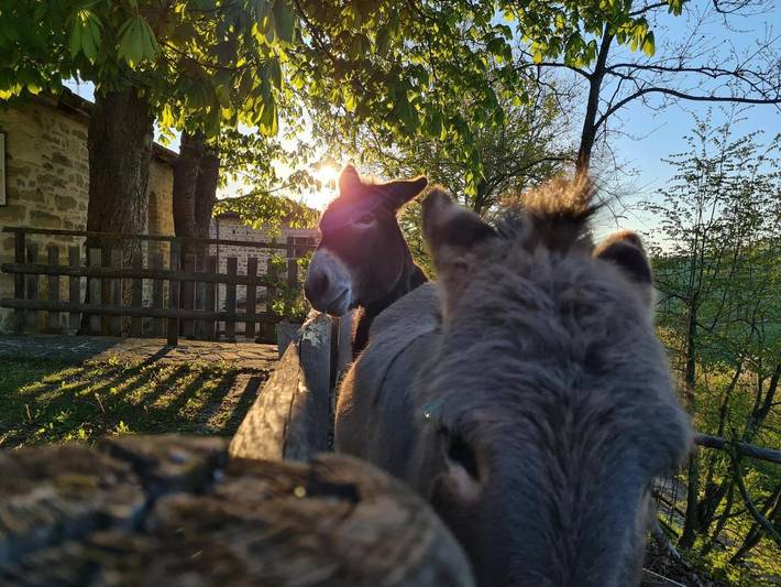 Location de vacances pour 6 personnes, avec jardin, animaux acceptés à Tredozio - 3