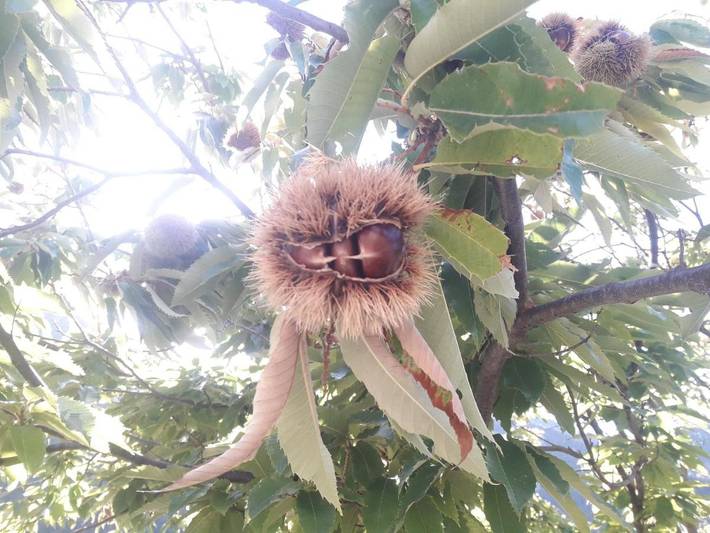 Location de vacances pour 4 personnes, avec jardin ainsi que terrasse et vue, animaux acceptés à Valdeblore - 2