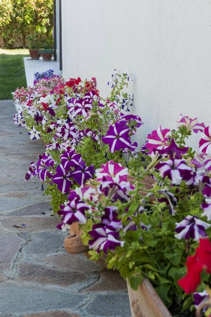 Chambre d’hôte pour 3 personnes, avec vue et jardin, animaux acceptés à Nuoro - 4