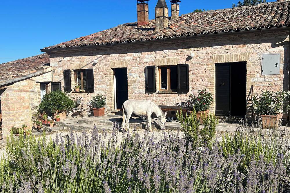 Appartamento intero, Vacation apartment in the middle of paradise, on Monte Paganuccio / Marche. Nature and tranquillity. in Cagli, Valle del Metauro