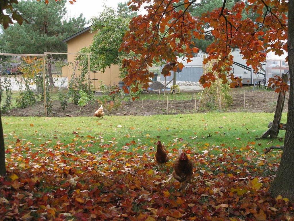 Silver Star Road Suites - Suite auf der unteren Ebene in Silver Star