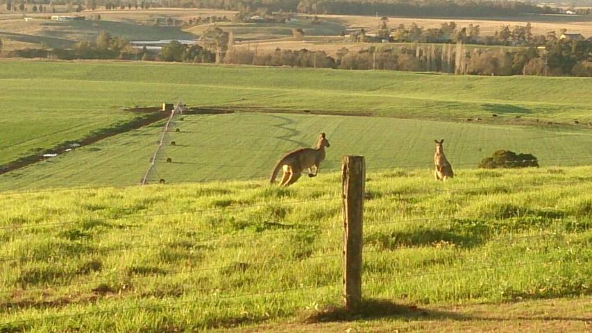 Chambre d’hôte pour 3 personnes, avec terrasse et jardin dans Australie - 2