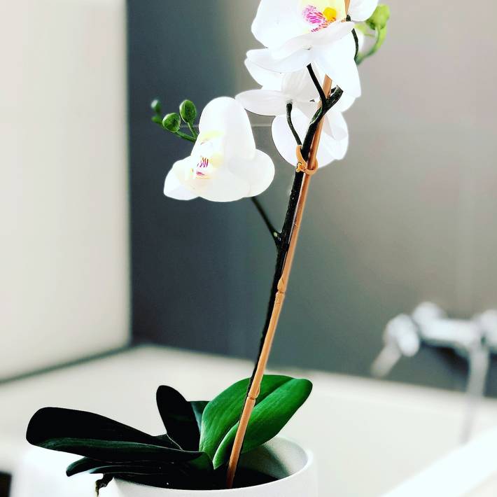 Ferienwohnung für 4 Personen, mit Garten und Terrasse, mit Haustier in Großräschen - 2