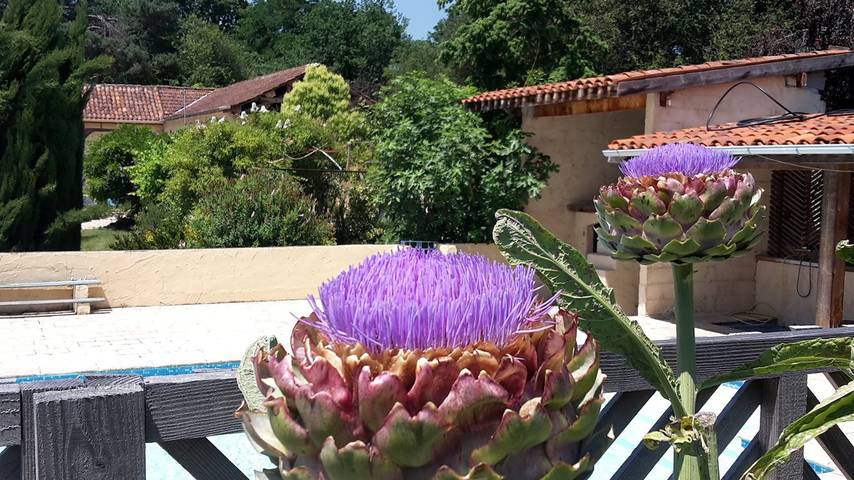 Chambre d’hôte pour 3 personnes, avec piscine et jardin, animaux acceptés dans les Hautes-Pyrénées - 3
