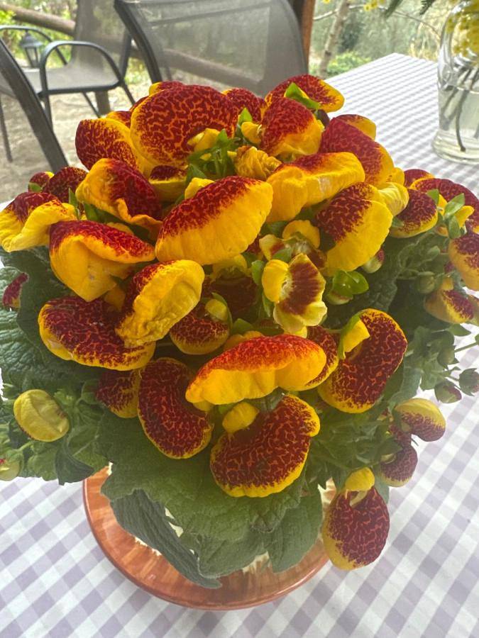 Location de vacances pour 5 personnes, avec vue et jardin, adapté aux familles à Apricale - 4