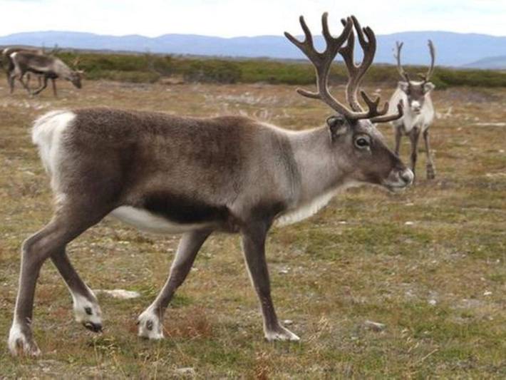 5 Sterne Ferienhaus in Idre in Idre, Älvdalen und Umgebung