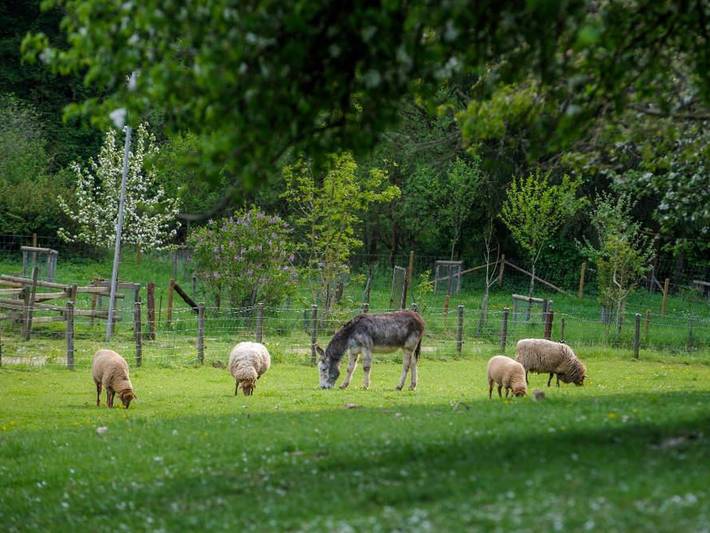 Bauernhof für 6 Personen, mit Terrasse und Garten, kinderfreundlich in Rheinland-Pfalz - 2