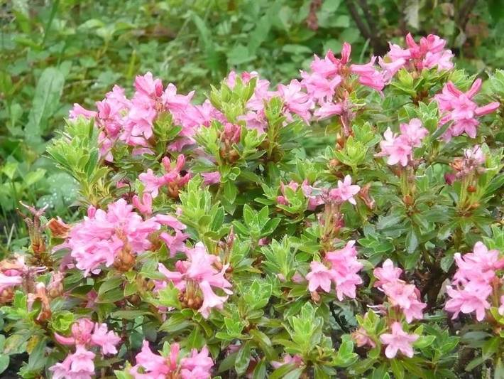 Ferienwohnung für 4 Personen, mit Garten und Balkon, kinderfreundlich in Immenstadt - 3