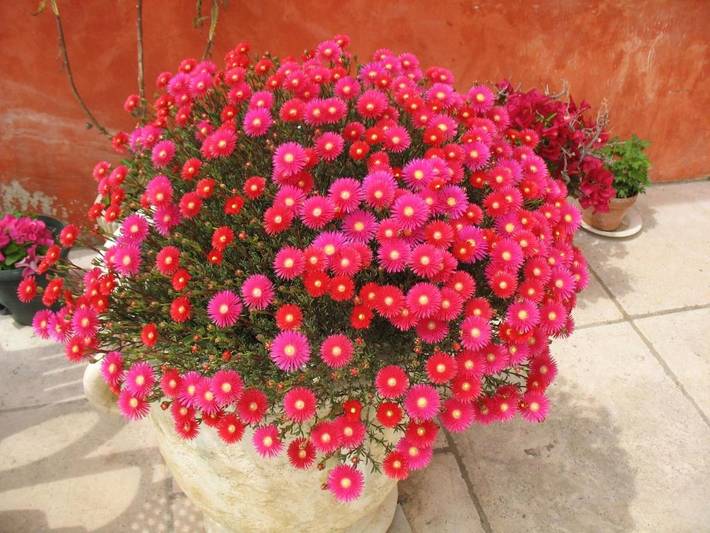 Location de vacances pour 2 personnes, avec vue ainsi que terrasse et jardin à Villedieu - 3