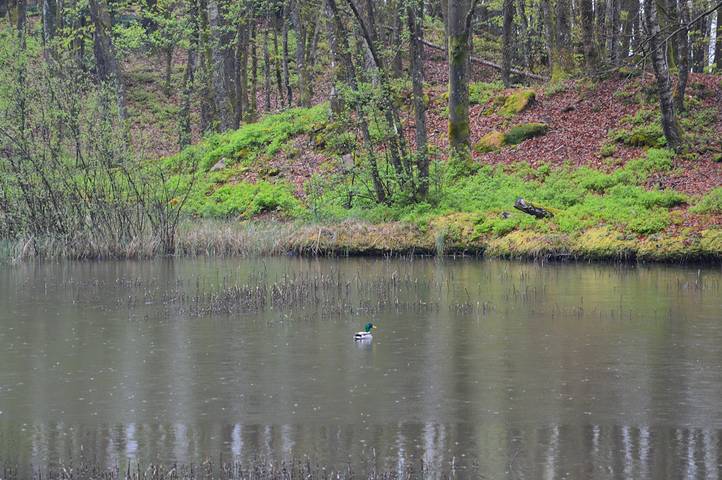 Gîte pour 6 personnes, avec vue sur le lac ainsi que terrasse et jardin dans Les Mille étangs - 4