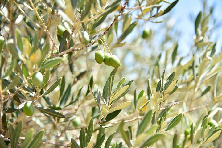 Finca für 3 Personen, mit Garten und Balkon in Campos - 3