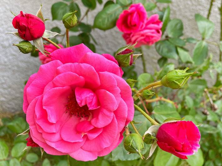 Ferienwohnung für 6 Personen, mit Garten in Schweden - 4