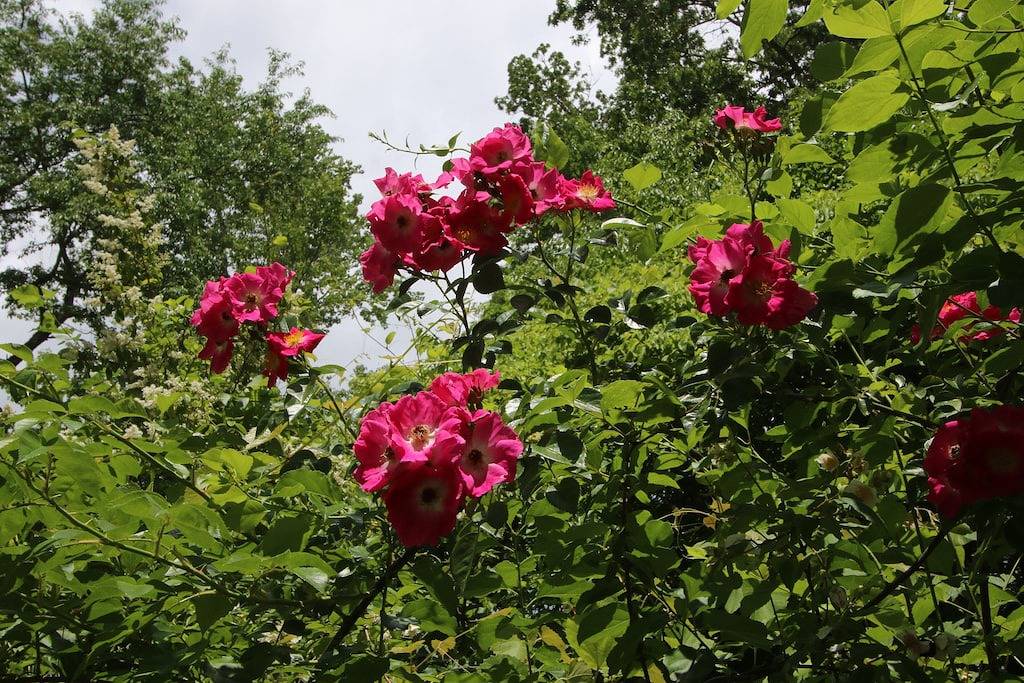 Downtown Brevard Cottage ~ zu Fuß zur Main Street Restaurants & Shops ~ Wifi in Brevard, Transylvania County