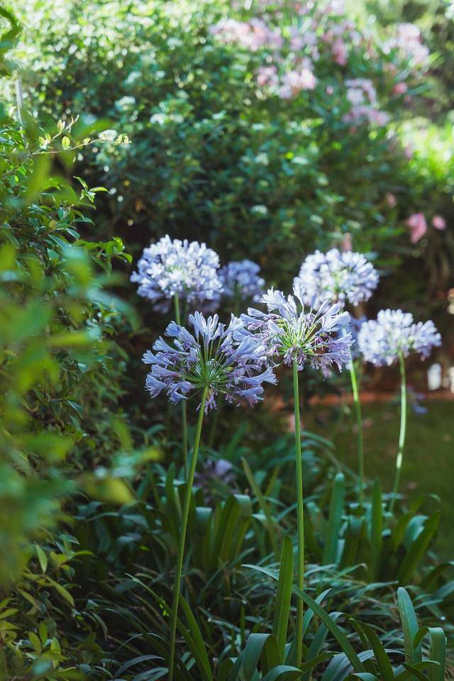 Villa pour 16 personnes, avec vue et terrasse, animaux acceptés à Collioure - 4