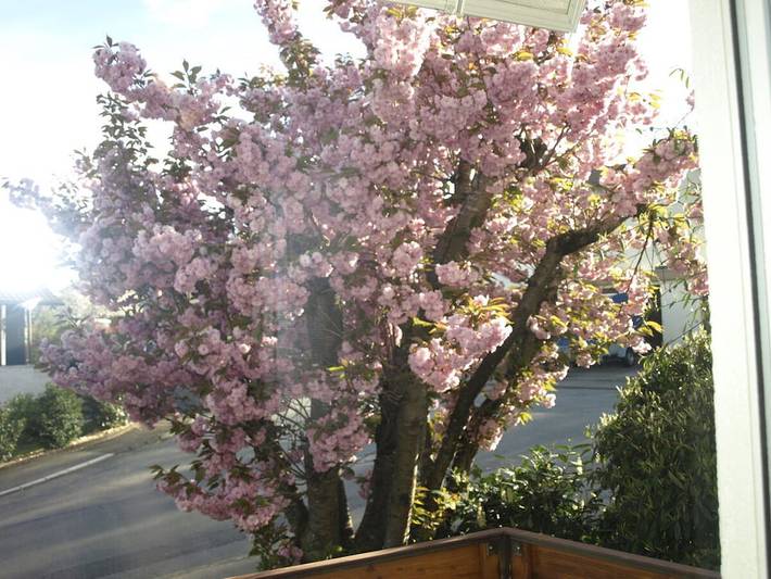 Ferienhaus für 7 Personen, mit Balkon in Engen - 4