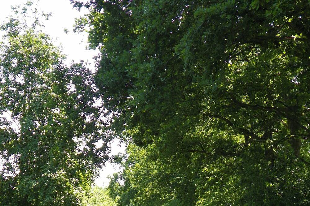 Ferienwohnung Bohse am Wald, Alleinlage, Badesee in der Nähe. 01520 3904442 — Bild 5