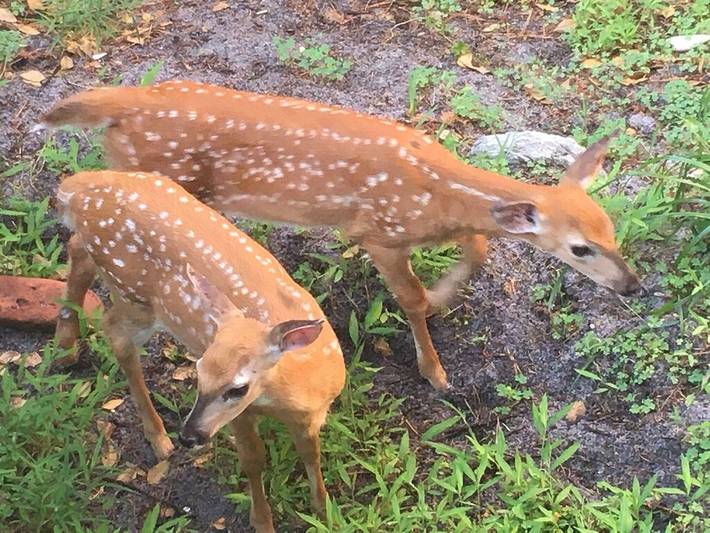 Vacation rental for 8 people, with terrace in Ocean Beach (NY)