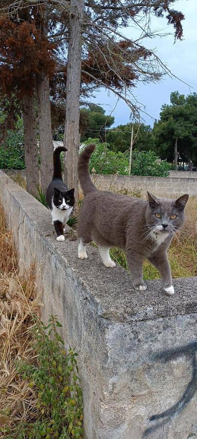 Maison d’hôte pour 2 personnes, avec vue ainsi que jardin et terrasse à Porto Cesareo - 3
