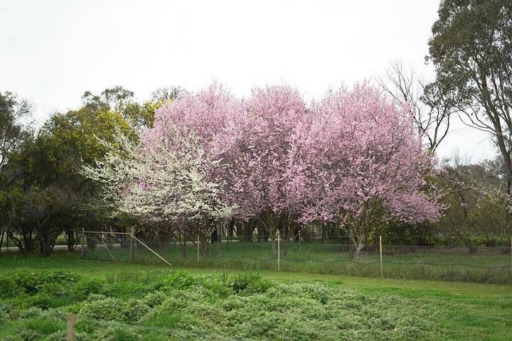 Maison d’hôte pour 30 personnes, avec jardin dans Australie - 3
