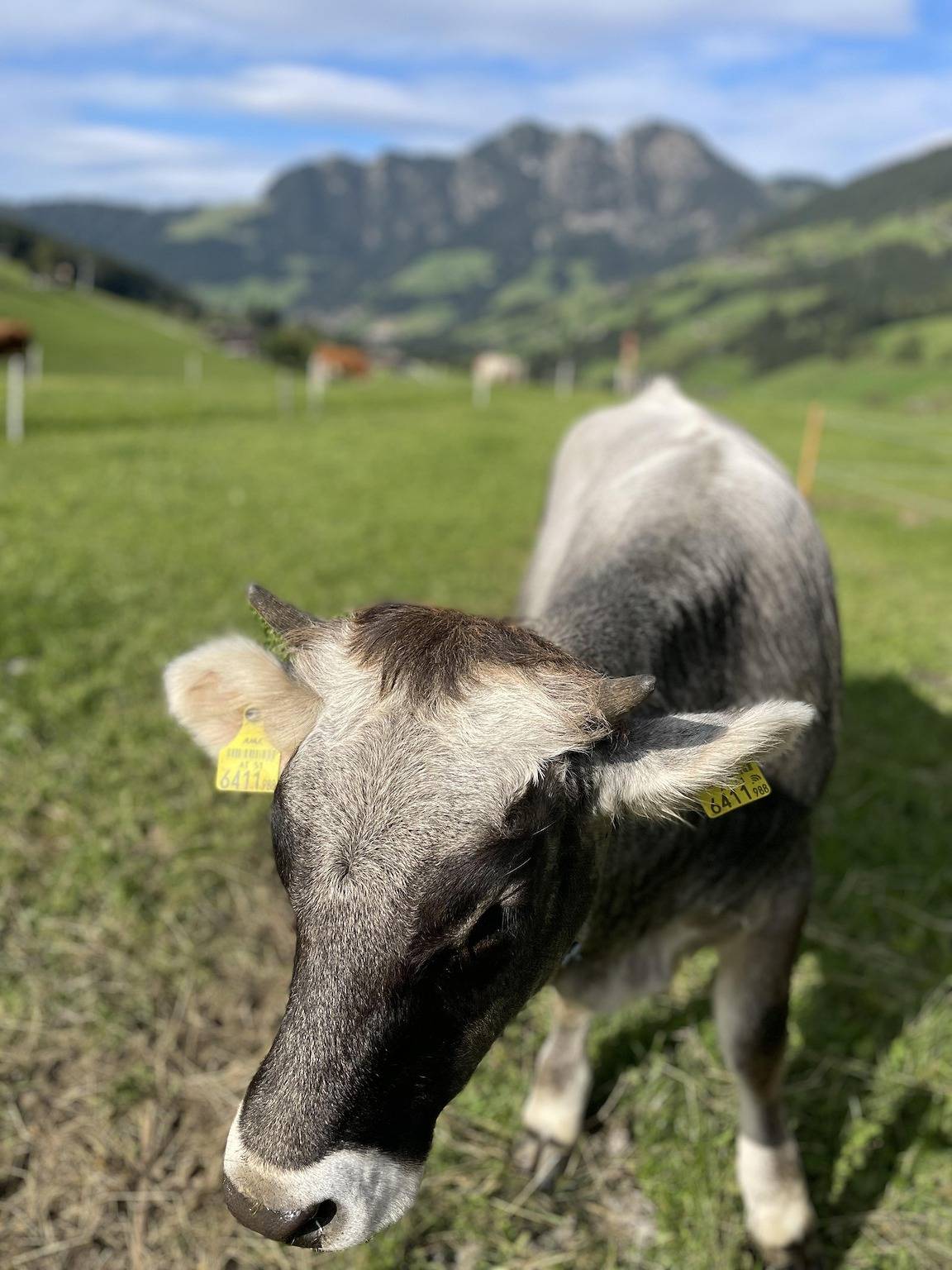 Ganze Ferienwohnung, Apartment Alpbachtraum in Inneralpbach, Alpbach