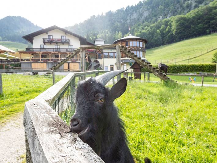 Hotel für 3 Personen, mit Ausblick und Garten sowie Sauna, mit Haustier in Strobl - 3