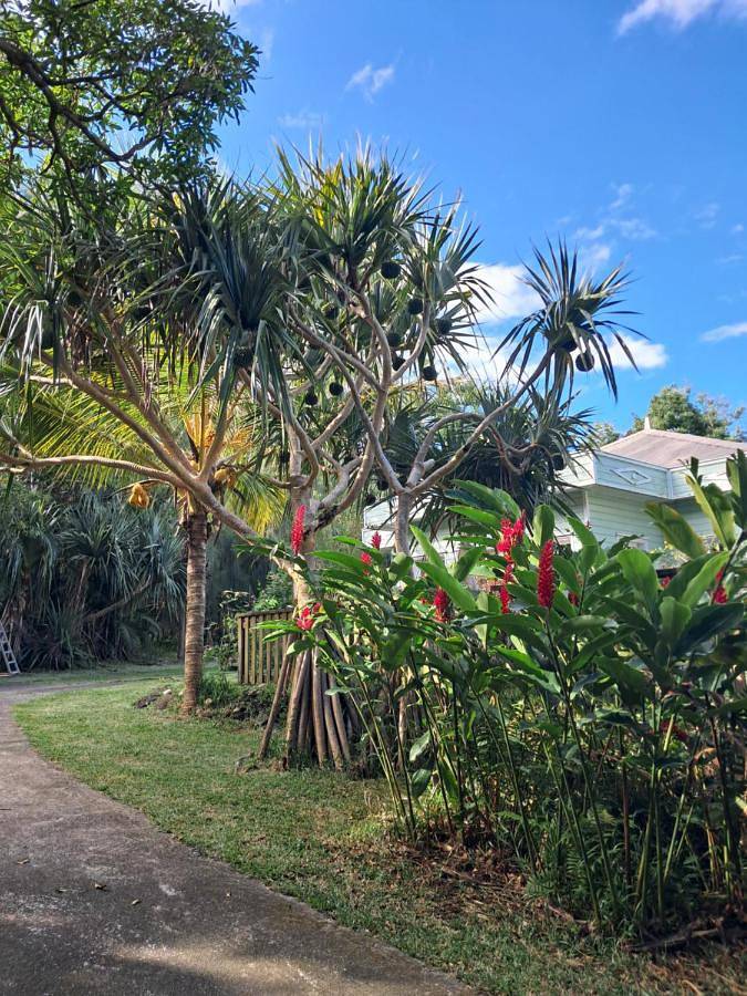 Location de vacances pour 2 personnes, avec piscine ainsi que jardin et terrasse dans Piton de la Fournaise - 2