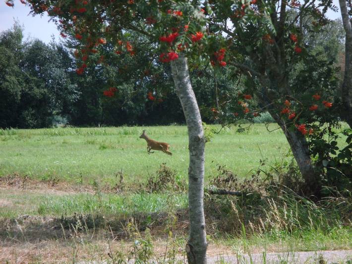 Ferienhaus für 5 Personen in Jade - 4