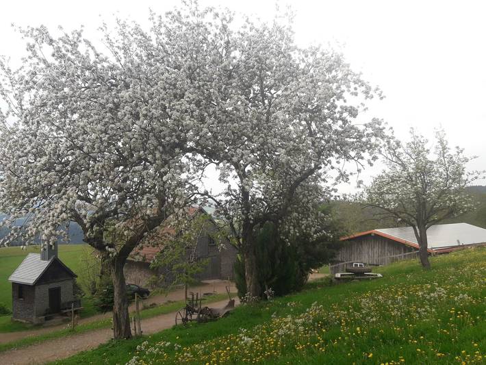 Ganze Ferienwohnung, Beckenhof - Ferienwohnung Häusle, 45qm mit 2 Schlafzimmer für max. 4 Personen in Breitnau, Südschwarzwald
