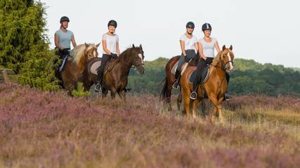 Vakantiewoning voor 4 Personen in Bispingen, Nordheide, Afbeelding 2