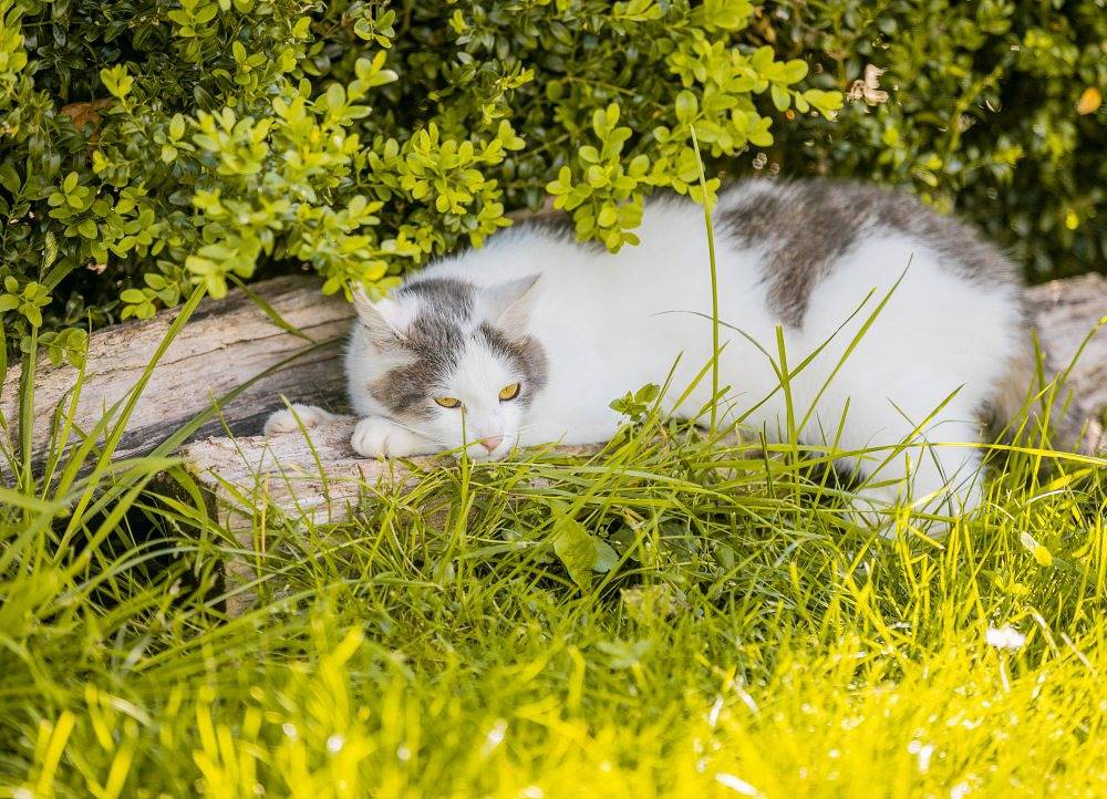 Ferienhof Neudeck - Hühnernest in Leutershausen, Romantische Straße