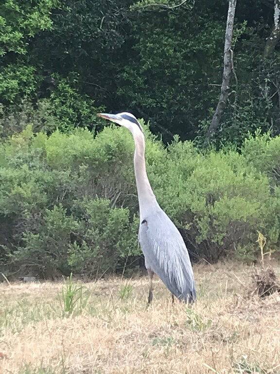 Ganze Wohnung, Gemütliches Studio in den Hügeln von Mill Valley. in Mill Valley, California North Coast