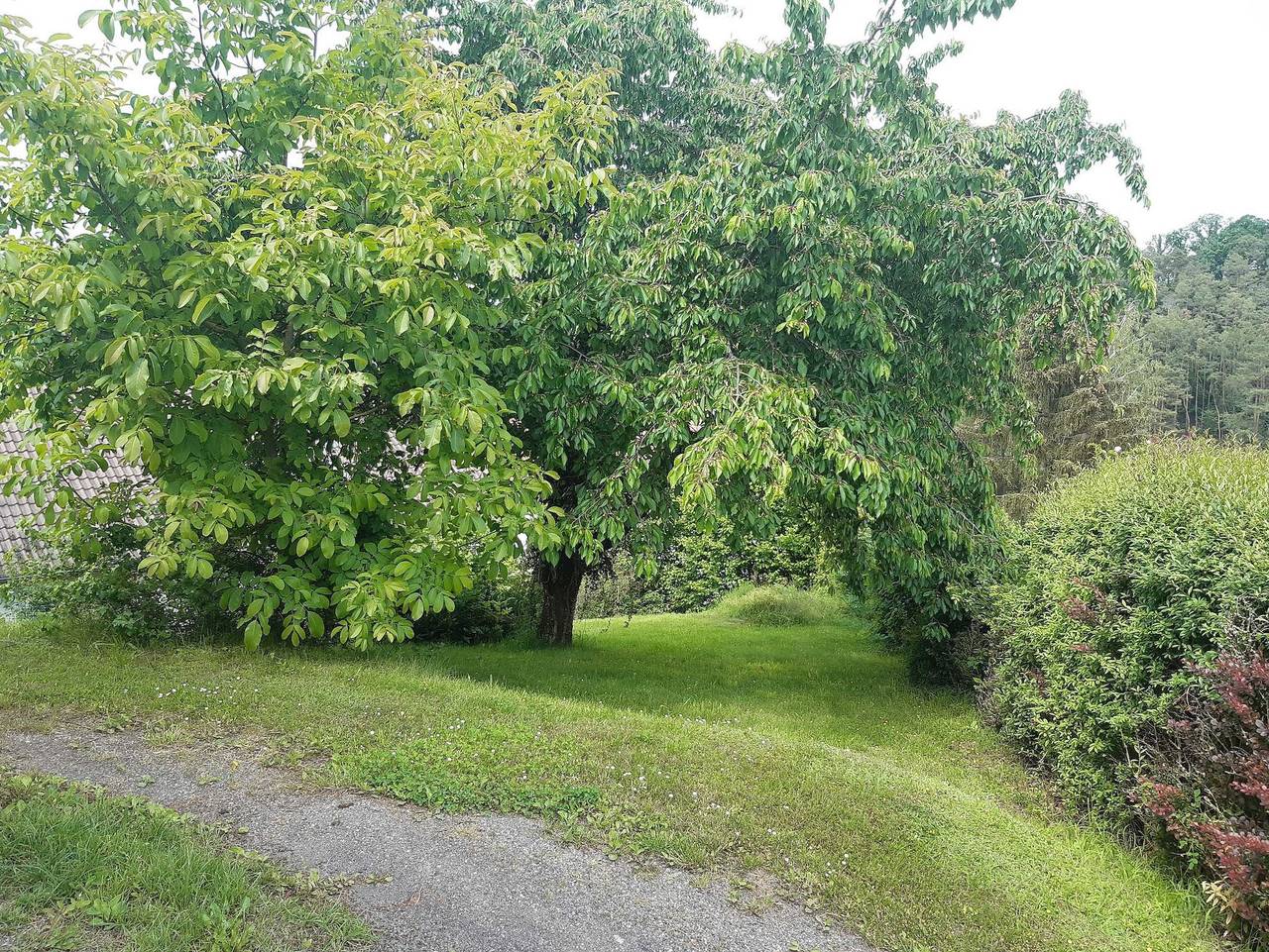 Ganze Ferienwohnung, Ferienwohnung-Vivienne - Fewo , mit 3 Ez, Terasse, ( max. 6 Erw. und 1 Ki bis 2J) in Hemfurth-Edersee, Edertal