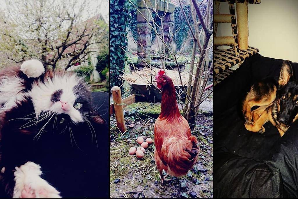 Appartement entier, Gite aux sources d'Alsace in Soultzmatt, Parc naturel régional des Ballons des Vosges