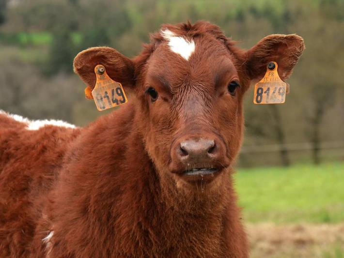 Location de vacances pour 4 personnes, avec vue dans Tresbœuf - 4