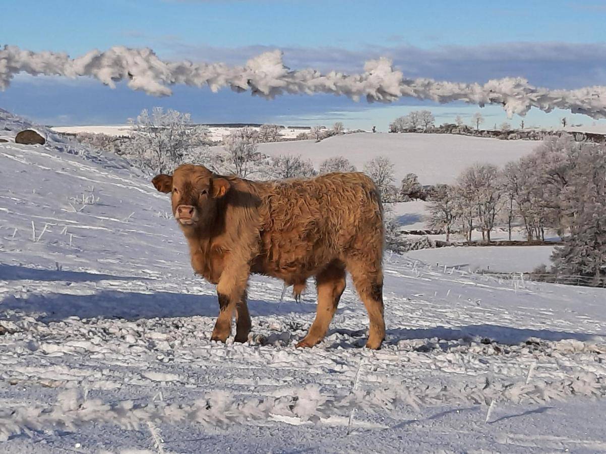 Cantal maison individuelle in Neussargues en Pinatelle, Parc naturel régional des Volcans d'Auvergne