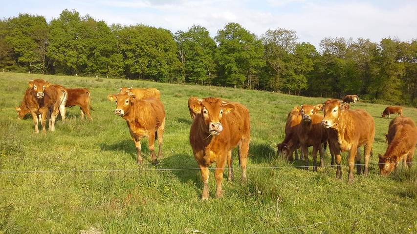 Gîte pour 5 personnes, avec jardin à Saint-Auvent - 3