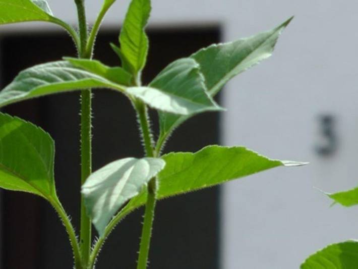 Ferienhaus für 5 Personen, mit Terrasse und Garten an der Mosel - 4