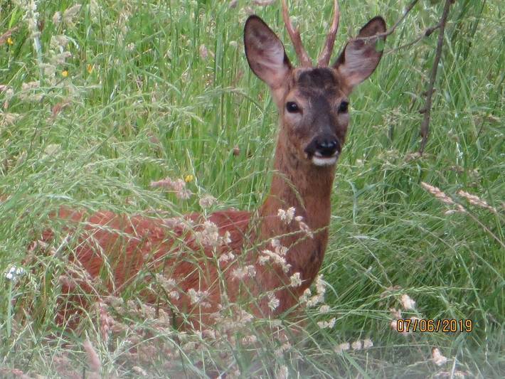 Ferienhaus für 2 Personen, mit Balkon/Terrasse und Balkon in Bad Füssing - 3
