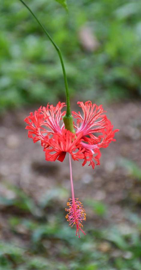 Location de vacances pour 3 personnes, avec jardin et vue à Gourbeyre - 3